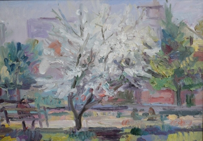 Цветение яблони